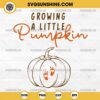 Growing A Little Pumpkin SVG, Pregnancy Pumpkin Halloween SVG, Fall Maternity Thanksgiving Baby SVG